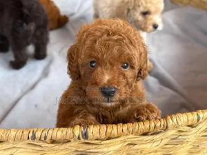 1-3 months Male Purebred Poodle