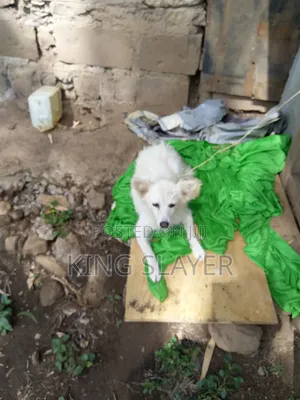 6-12 months Female Purebred American Eskimo