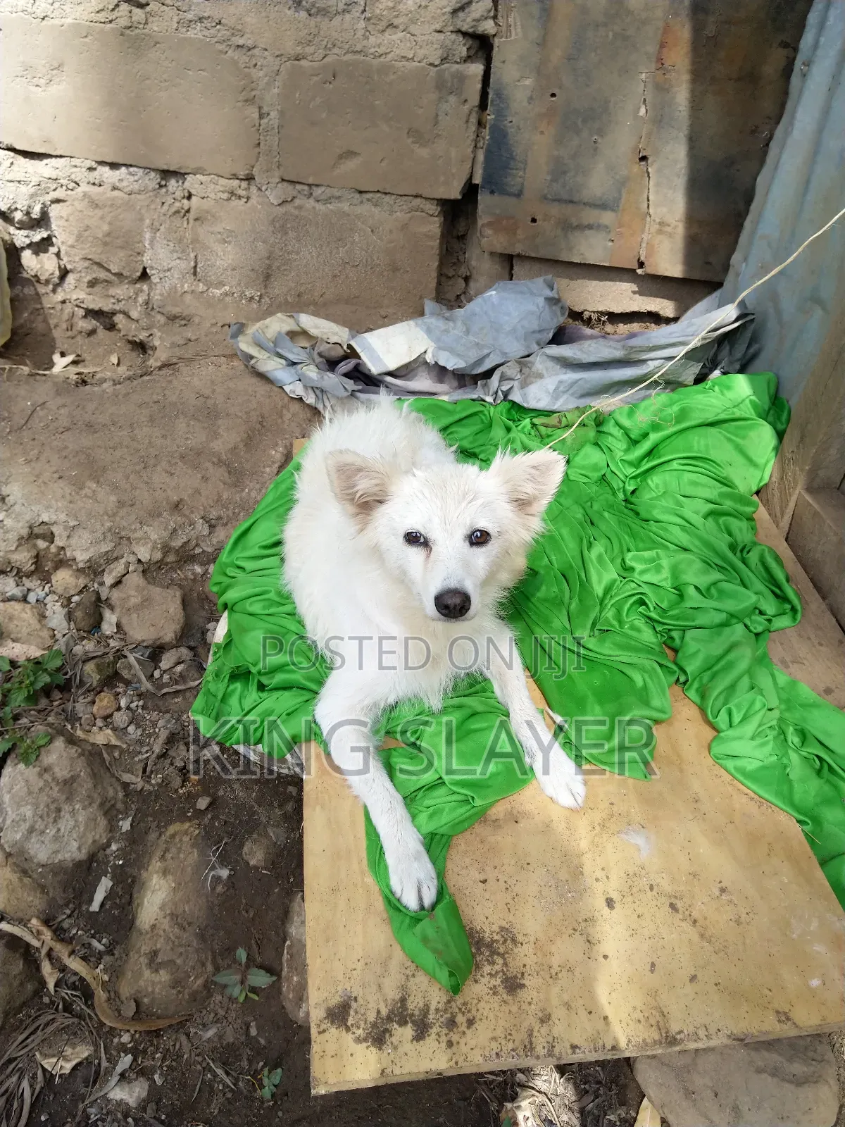6-12 months Female Purebred American Eskimo