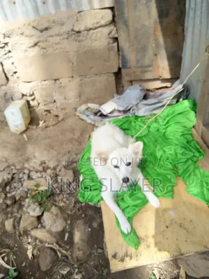 6-12 months Female Purebred American Eskimo