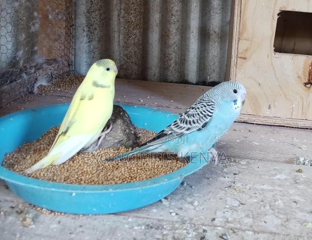 Budgies Parakeets - main view