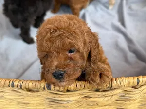 1-3 months Female Purebred Poodle