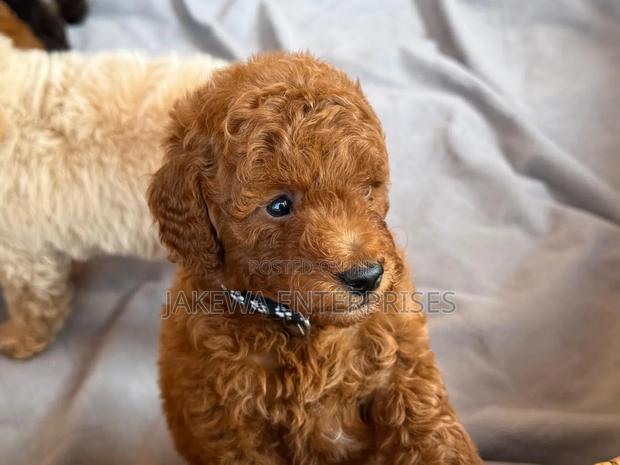 1-3 months Female Purebred Poodle - thumbnail 2
