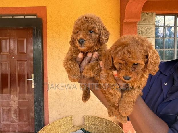 1-3 months Female Purebred Poodle