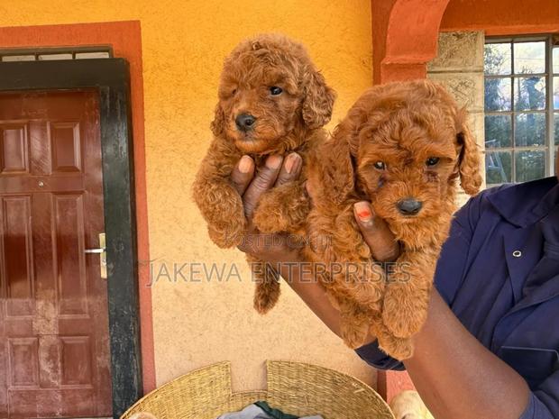1-3 months Male Purebred Poodle - main view