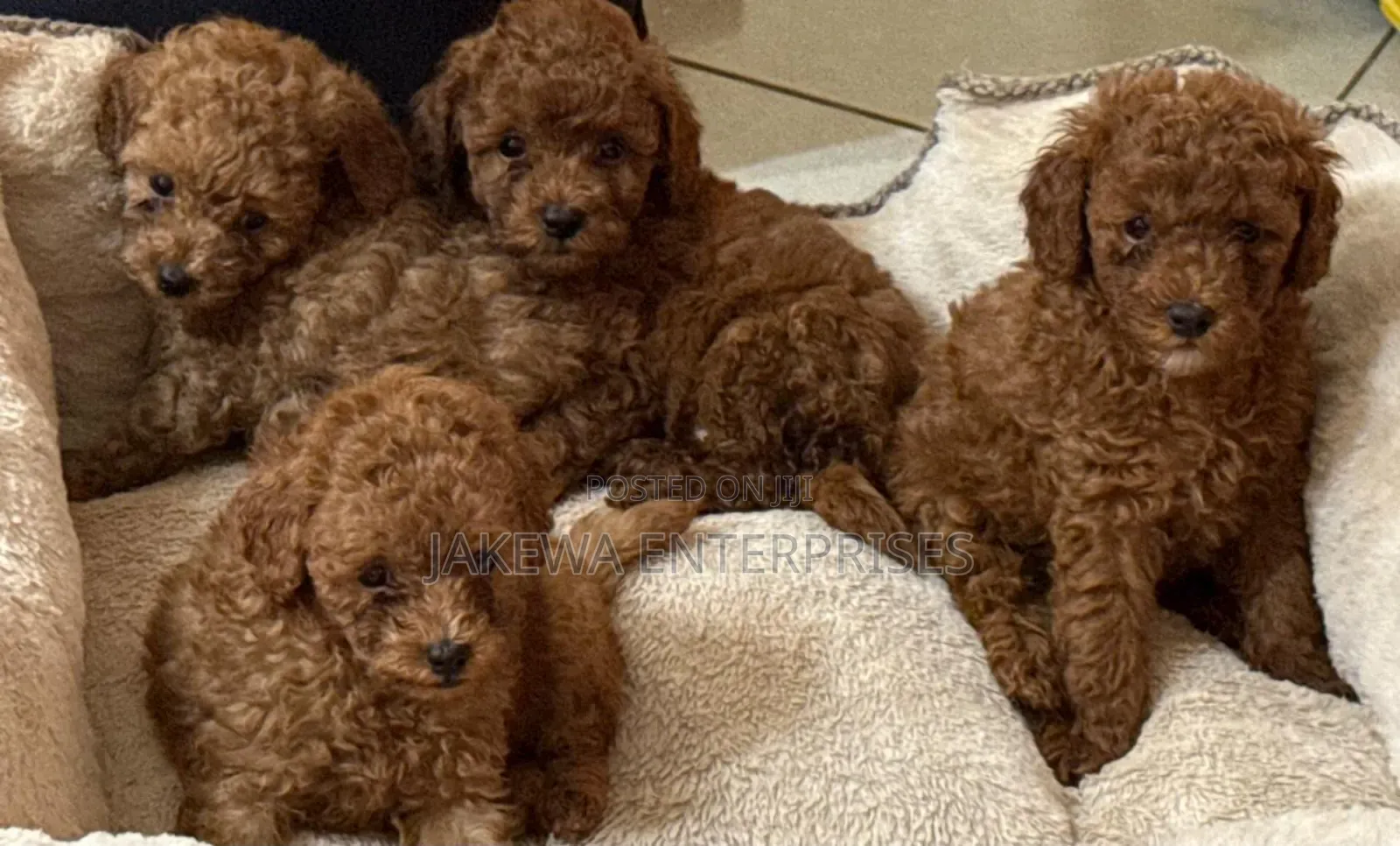 1-3 months Male Purebred Poodle
