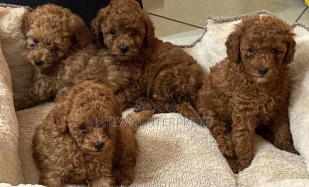 1-3 months Male Purebred Poodle - main view