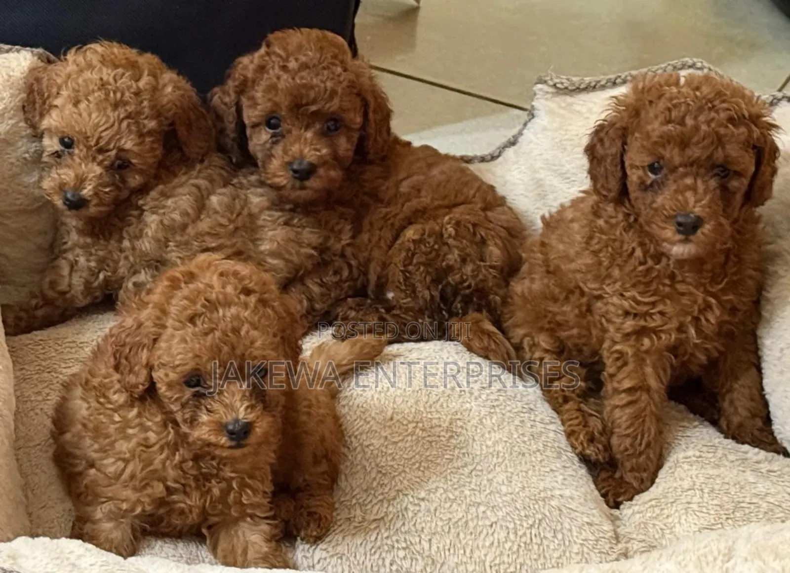 1-3 months Male Purebred Poodle
