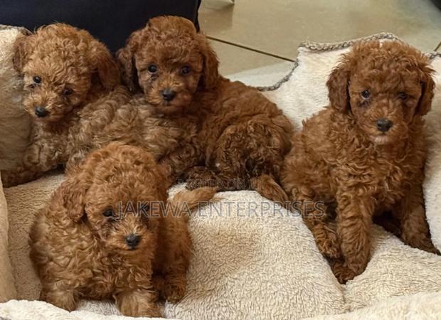 1-3 months Male Purebred Poodle