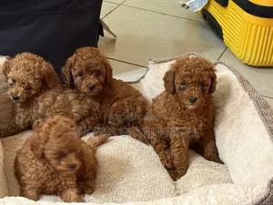 1-3 months Female Purebred Poodle