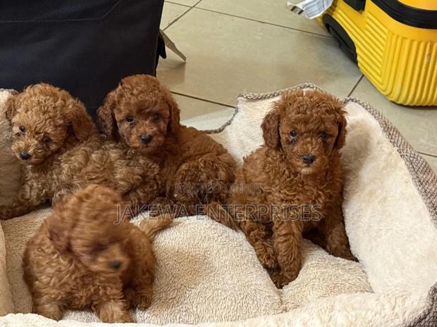 1-3 months Female Purebred Poodle