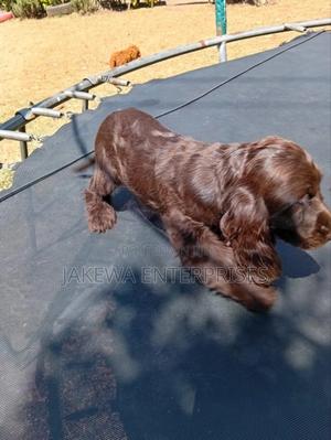 1-3 months Male Purebred Cocker Spaniel - main view