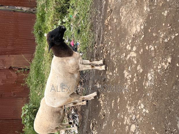Dorper Sheep - main view