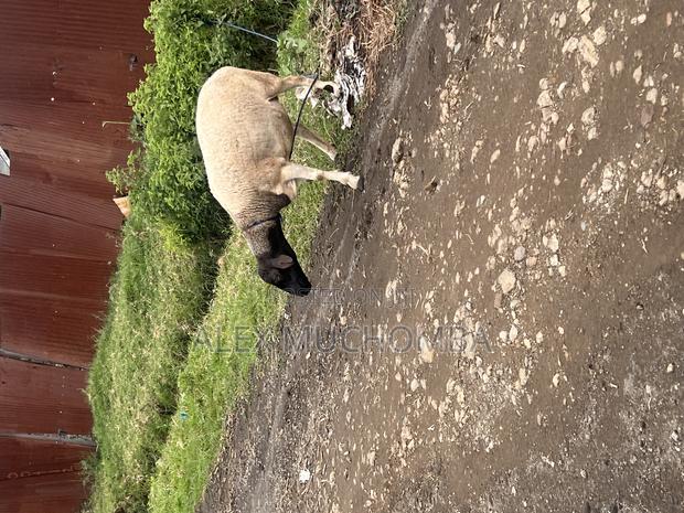 Dorper Sheep - thumbnail 2