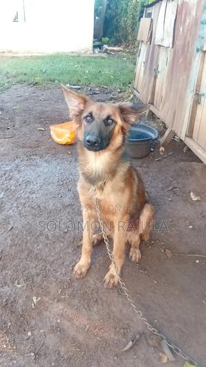 6-12 months Male Mixed Breed German Shepherd - main view