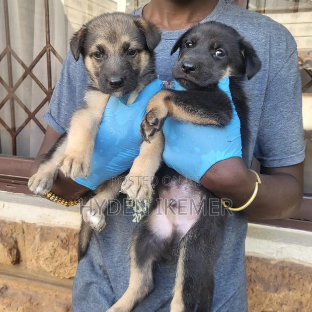 1-3 months Male Mixed Breed German Shepherd
