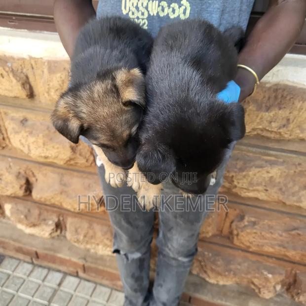 1-3 months Male Mixed Breed German Shepherd - thumbnail 2