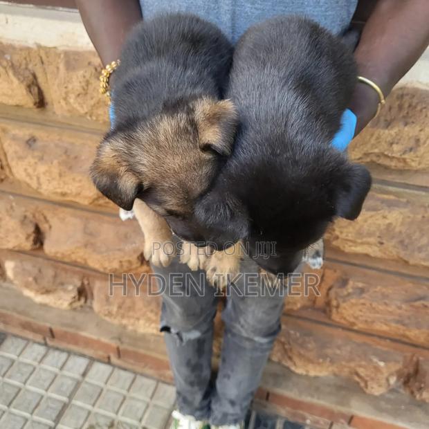 1-3 months Male Mixed Breed German Shepherd - thumbnail 3