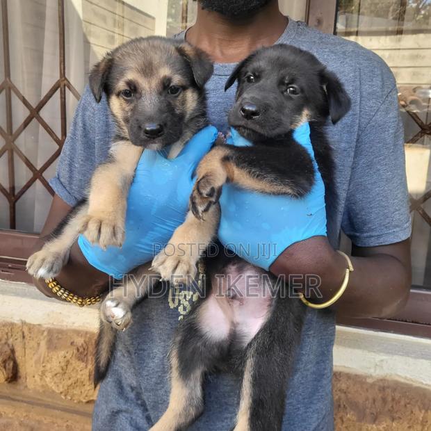 1-3 months Male Mixed Breed German Shepherd - thumbnail 4