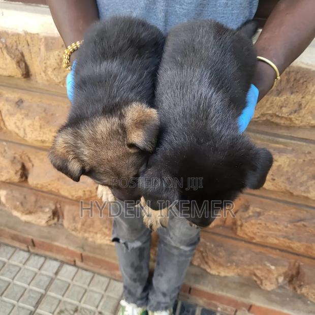 1-3 months Male Mixed Breed German Shepherd - thumbnail 5