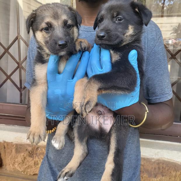 1-3 months Male Mixed Breed German Shepherd - thumbnail 6