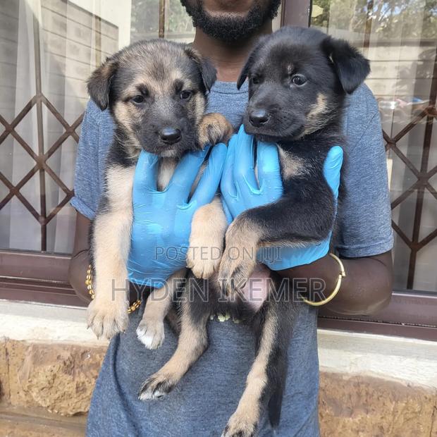 1-3 months Male Mixed Breed German Shepherd - thumbnail 7