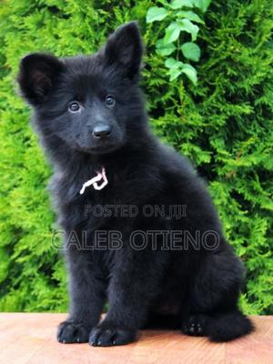 1-3 months Male Purebred German Shepherd - thumbnail 2