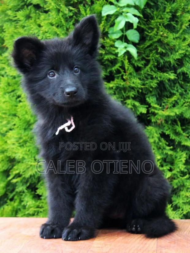 1-3 months Male Purebred German Shepherd - main view