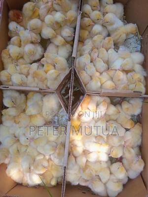 Chick's Farming - thumbnail 2