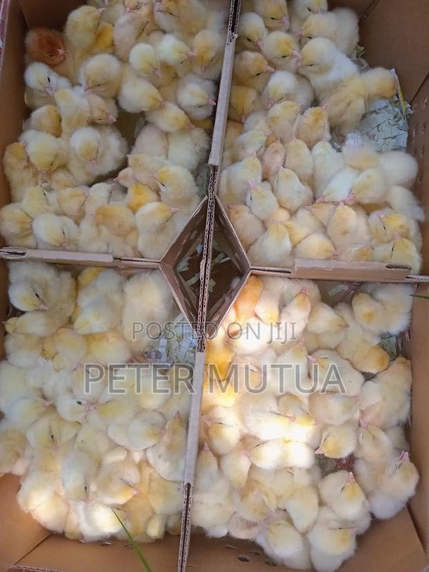 Chick's Farming - main view