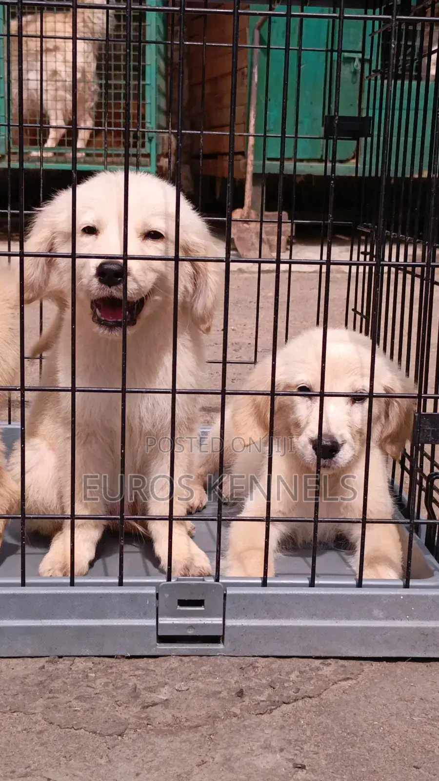 1-3 months Male Purebred Golden Retriever