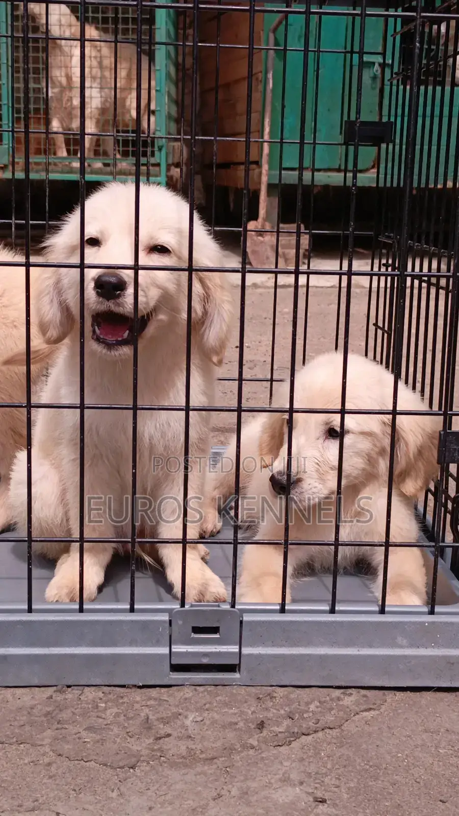 1-3 months Male Purebred Golden Retriever