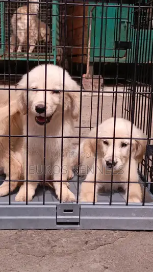 1-3 months Male Purebred Golden Retriever