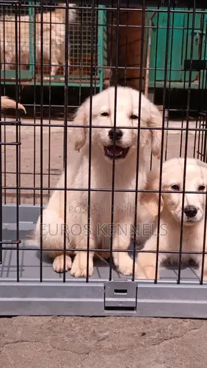 1-3 months Male Purebred Golden Retriever
