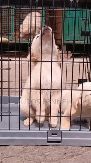 1-3 months Male Purebred Golden Retriever
