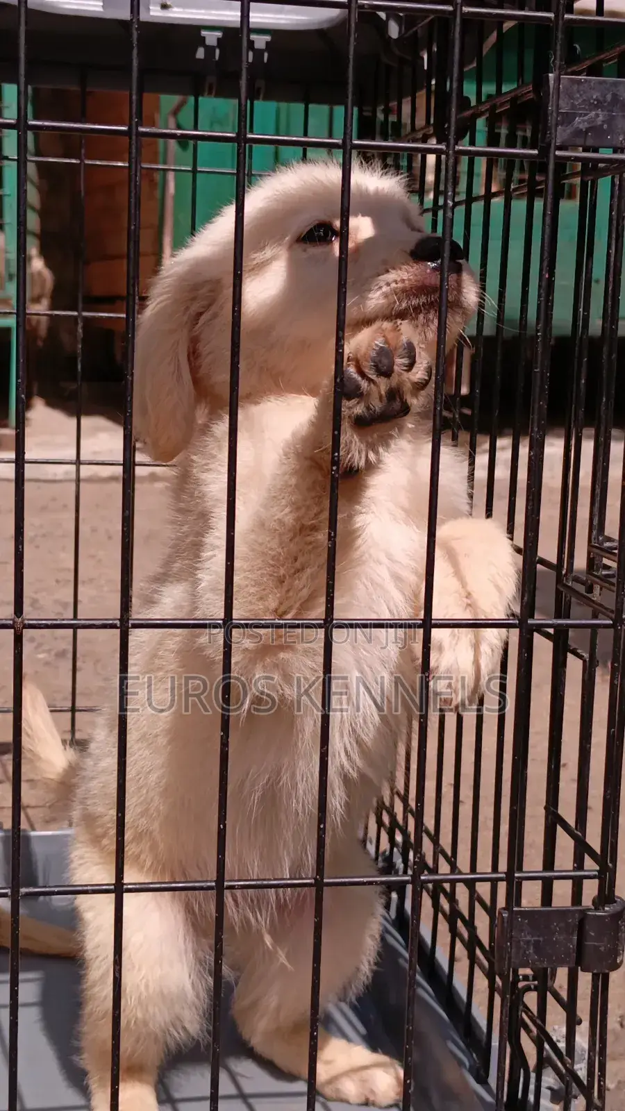 1-3 months Male Purebred Golden Retriever
