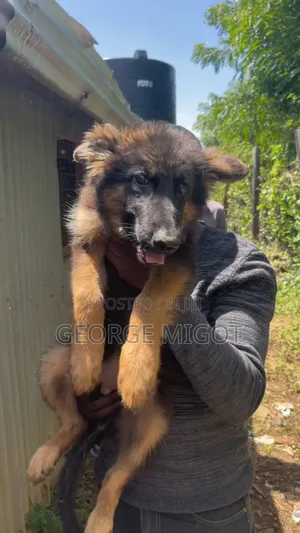 1-3 months Female Purebred German Shepherd