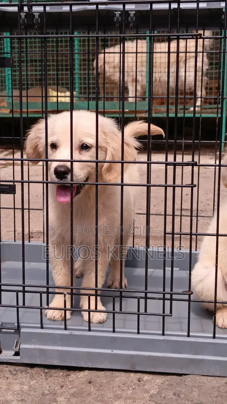 1-3 months Female Purebred Golden Retriever