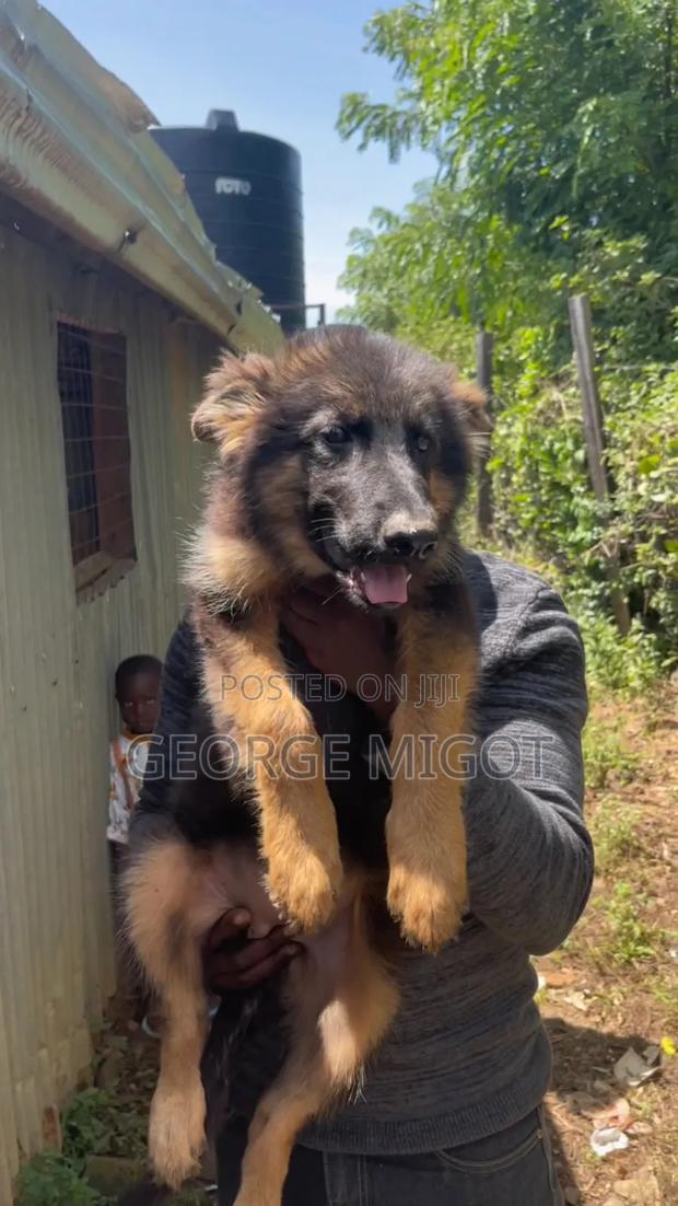 1-3 months Female Purebred German Shepherd - thumbnail 2