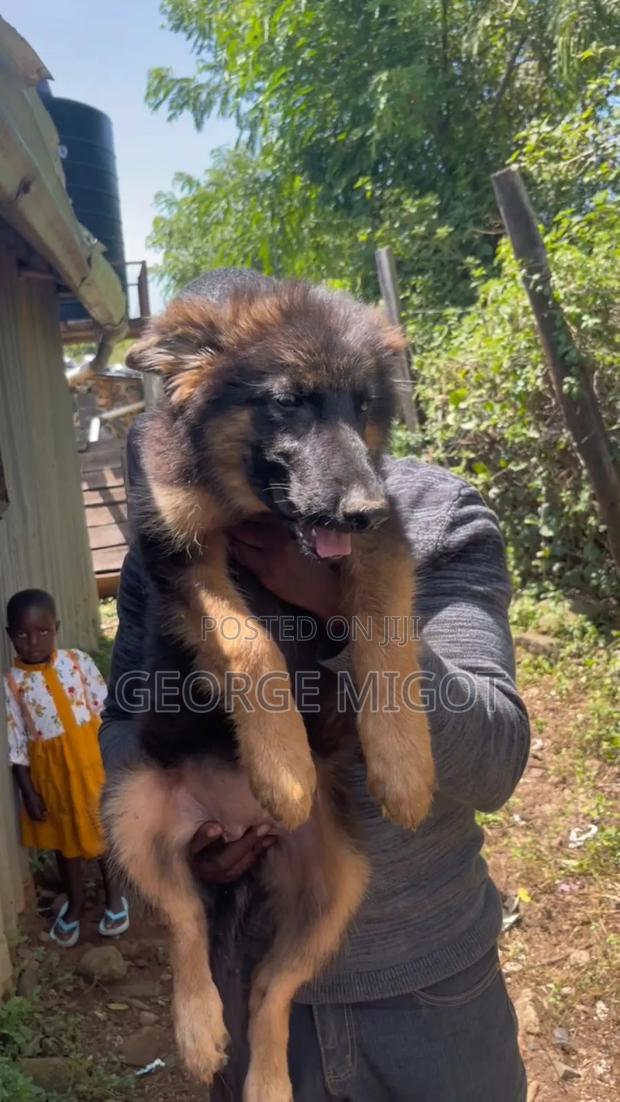 1-3 months Female Purebred German Shepherd - thumbnail 3