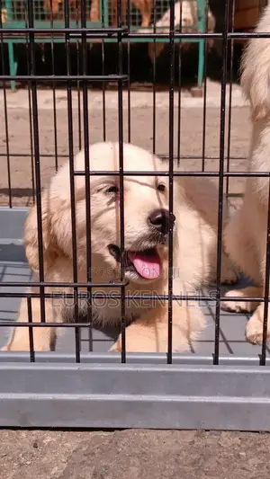 1-3 months Female Purebred Golden Retriever