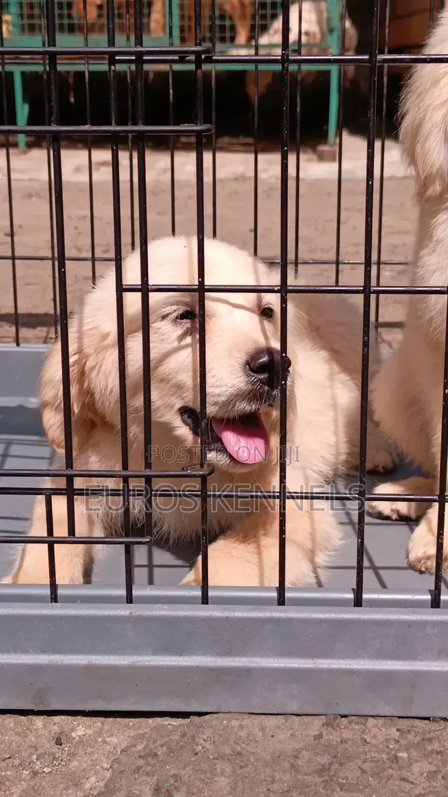 1-3 months Female Purebred Golden Retriever