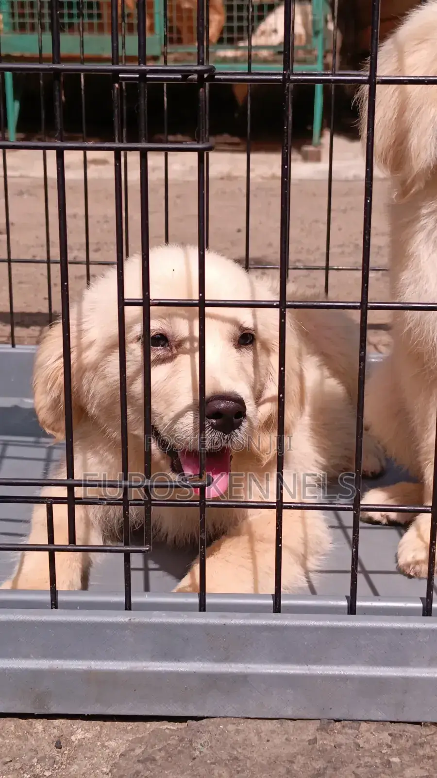 1-3 months Female Purebred Golden Retriever