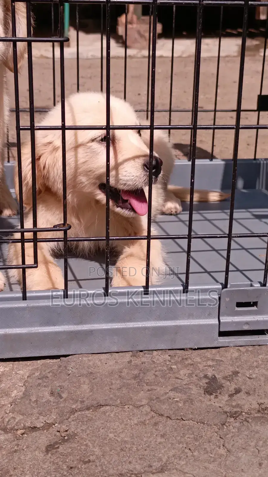 1-3 months Female Purebred Golden Retriever