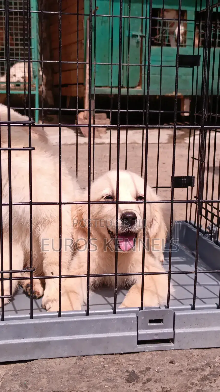 1-3 months Female Purebred Golden Retriever