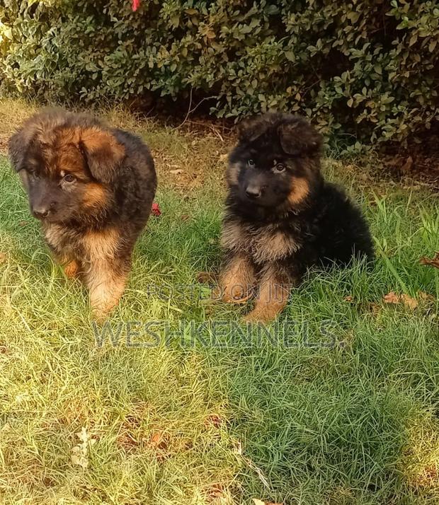 1-3 months Male Purebred German Shepherd - main view