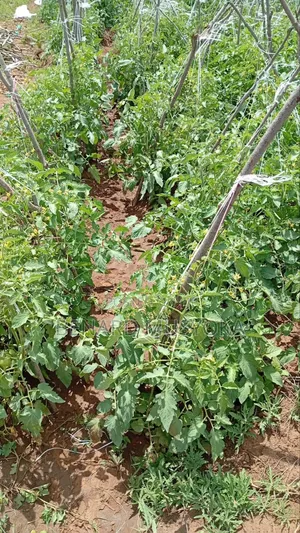 Freed Hold Title Deed of 39.75 Acres in Kajiado East