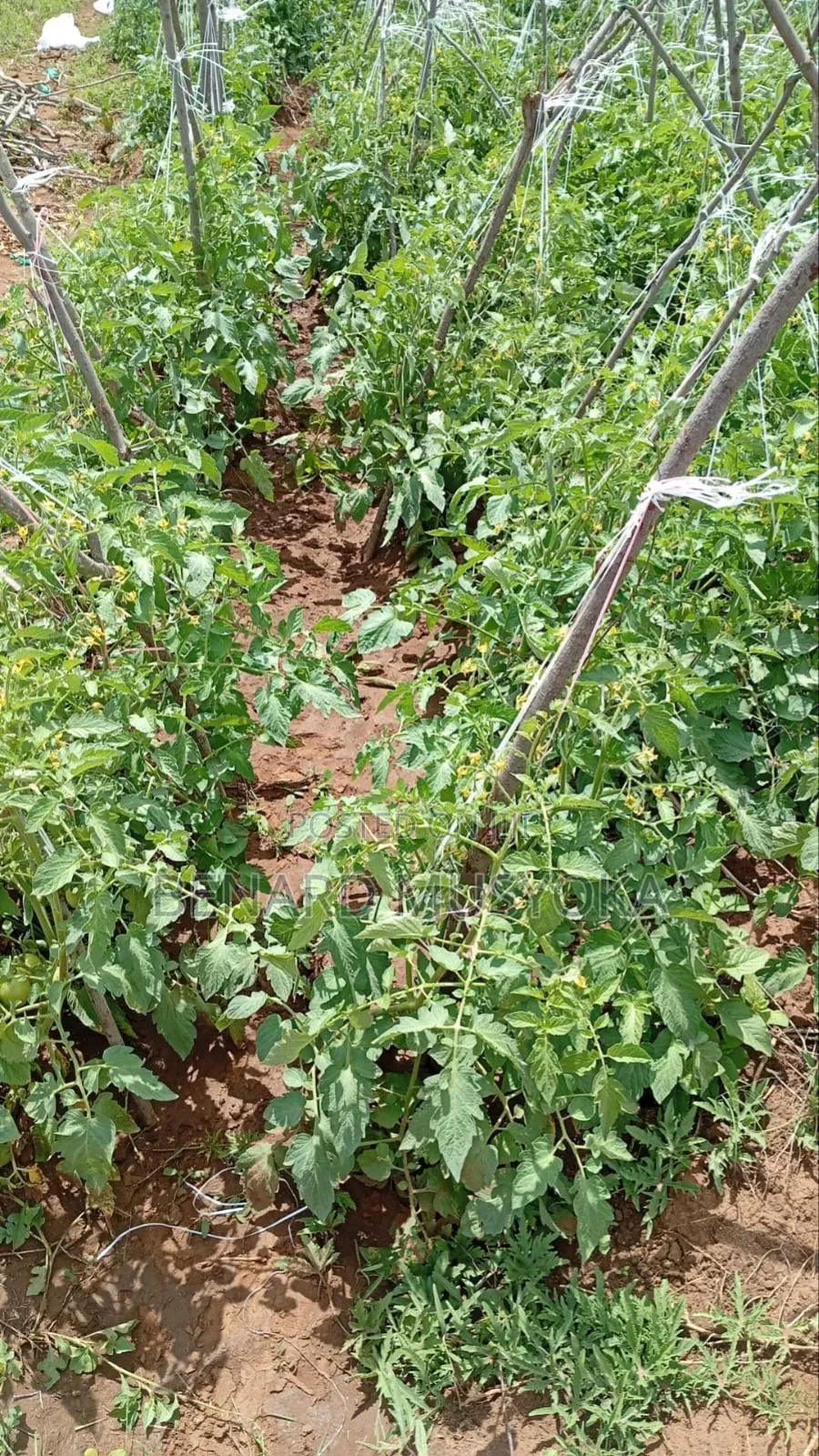 Freed Hold Title Deed of 39.75 Acres in Kajiado East