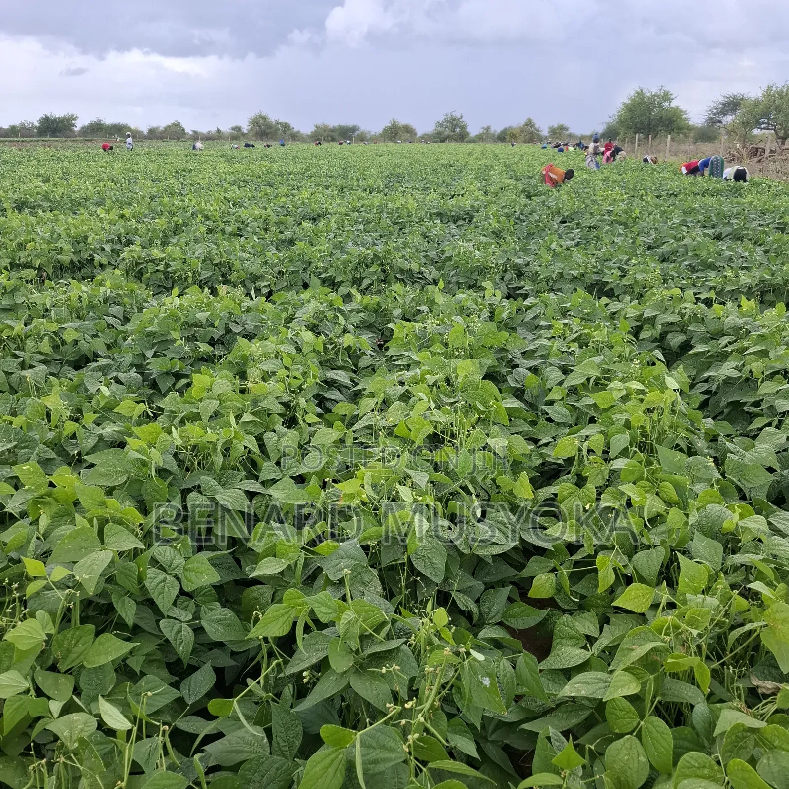Freed Hold Title Deed of 39.75 Acres in Kajiado East