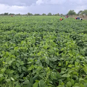 Freed Hold Title Deed of 39.75 Acres in Kajiado East